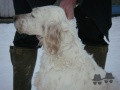 Setter Anglais RIENA DE L'ECHO DE LA FORET Setter Anglais RIENA DE L'ECHO DE LA FORET